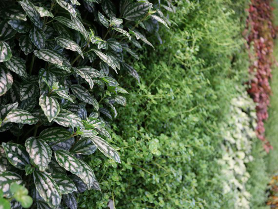 Living Plant Walls(1)